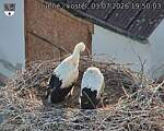 Capi_Dubne_20260703_195003.jpg