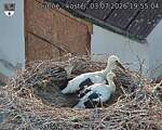 Capi_Dubne_20260703_195504.jpg