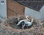 Capi_Dubne_20260703_200003.jpg