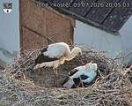 Capi_Dubne_20260703_200503.jpg