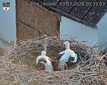 Capi_Dubne_20260703_203503.jpg