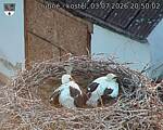 Capi_Dubne_20260703_205002.jpg