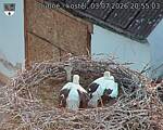 Capi_Dubne_20260703_205503.jpg