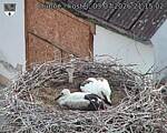 Capi_Dubne_20260703_211503.jpg