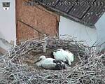 Capi_Dubne_20260703_212003.jpg