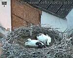 Capi_Dubne_20260703_213003.jpg