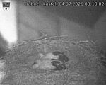 Capi_Dubne_20260704_001002.jpg