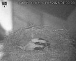 Capi_Dubne_20260704_010003.jpg