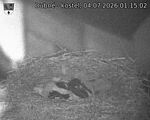Capi_Dubne_20260704_011502.jpg