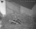 Capi_Dubne_20260704_014003.jpg