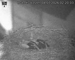 Capi_Dubne_20260704_022003.jpg
