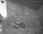 Capi_Dubne_20260704_024503.jpg