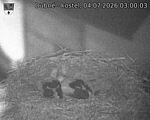 Capi_Dubne_20260704_030003.jpg