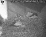 Capi_Dubne_20260704_030502.jpg