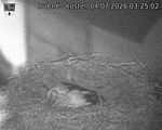 Capi_Dubne_20260704_032502.jpg