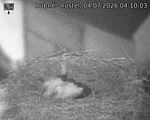 Capi_Dubne_20260704_041003.jpg