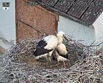 Capi_Dubne_20260704_050004.jpg