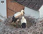 Capi_Dubne_20260704_050502.jpg