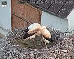 Capi_Dubne_20260704_051003.jpg