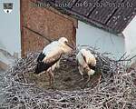 Capi_Dubne_20260704_052002.jpg
