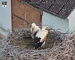Capi_Dubne_20260704_052504.jpg