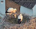 Capi_Dubne_20260704_053003.jpg