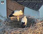 Capi_Dubne_20260704_053504.jpg
