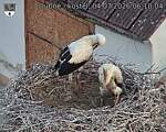 Capi_Dubne_20260704_061004.jpg