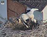 Capi_Dubne_20260704_062004.jpg