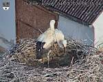 Capi_Dubne_20260704_063504.jpg