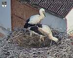 Capi_Dubne_20260704_064004.jpg