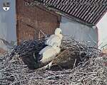 Capi_Dubne_20260704_065004.jpg
