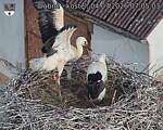 Capi_Dubne_20260704_070504.jpg