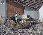 Capi_Dubne_20260704_071504.jpg