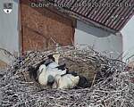 Capi_Dubne_20260704_074004.jpg