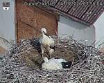 Capi_Dubne_20260704_075004.jpg