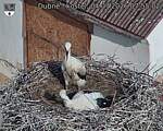 Capi_Dubne_20260704_075502.jpg