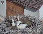 Capi_Dubne_20260704_080004.jpg