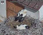 Capi_Dubne_20260704_080504.jpg