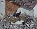Capi_Dubne_20260704_081004.jpg