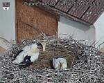 Capi_Dubne_20260704_082502.jpg