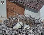 Capi_Dubne_20260704_083504.jpg