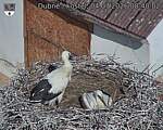 Capi_Dubne_20260704_084002.jpg