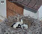 Capi_Dubne_20260704_085002.jpg