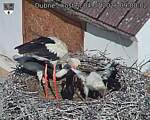 Capi_Dubne_20260704_090002.jpg