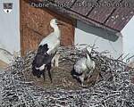 Capi_Dubne_20260704_090503.jpg