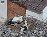 Capi_Dubne_20260704_091002.jpg