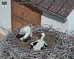Capi_Dubne_20260704_092504.jpg