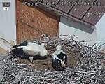 Capi_Dubne_20260704_093002.jpg