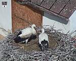 Capi_Dubne_20260704_093502.jpg
